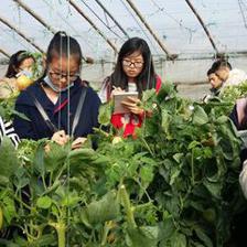 西北農林科技大學園藝學院 匠心培育，科技賦能園藝產品種植