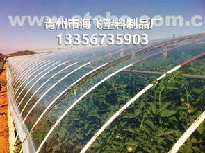 青州市海飛塑料制品廠 園藝用具供應(yīng)商的熱賣促銷與產(chǎn)品種植方案