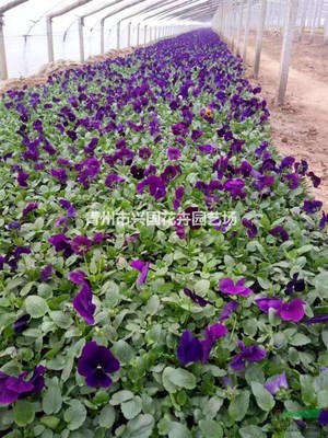 青州興國(guó)花卉園藝場(chǎng) 深耕園藝種植，綻放產(chǎn)業(yè)之花