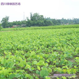 綠緣園藝場(chǎng)大量批發(fā)供應(yīng)精品紅花紫荊種苗指導(dǎo)價(jià) 綠緣園藝場(chǎng)大量批發(fā)供應(yīng)精品紅花紫荊種苗廠商 綠緣園藝場(chǎng)大量批發(fā)供應(yīng)精品紅花紫荊種苗廠商 圖 盡在農(nóng)苗網(wǎng) 彭永剛