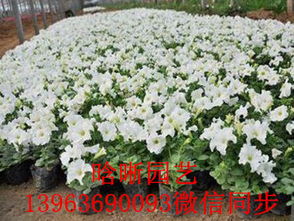 探尋春日容顏 專業(yè)草花種植基地歡迎您